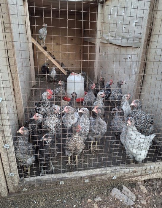 Продам куры несушек