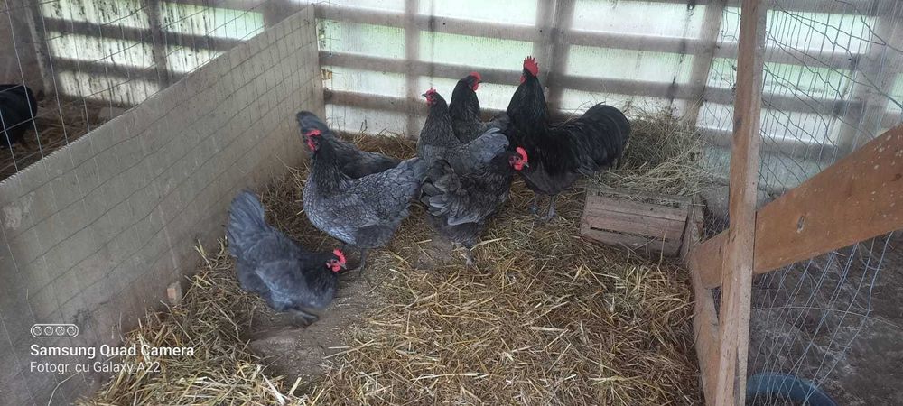 Oua pt incubat rasa austrolorp