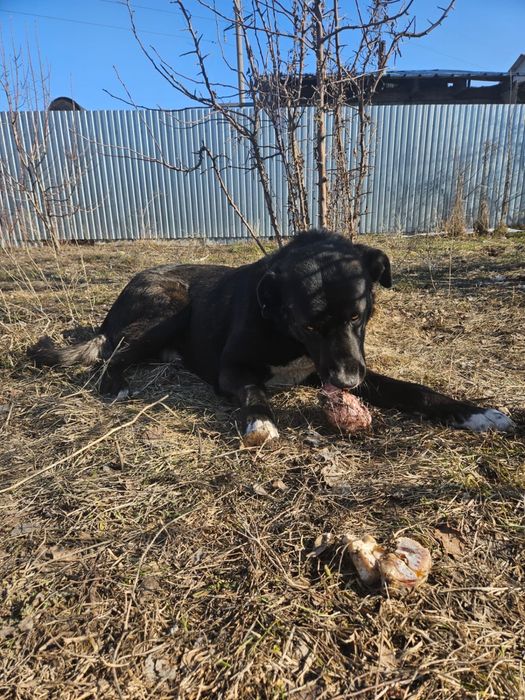 Отдадим большого пса