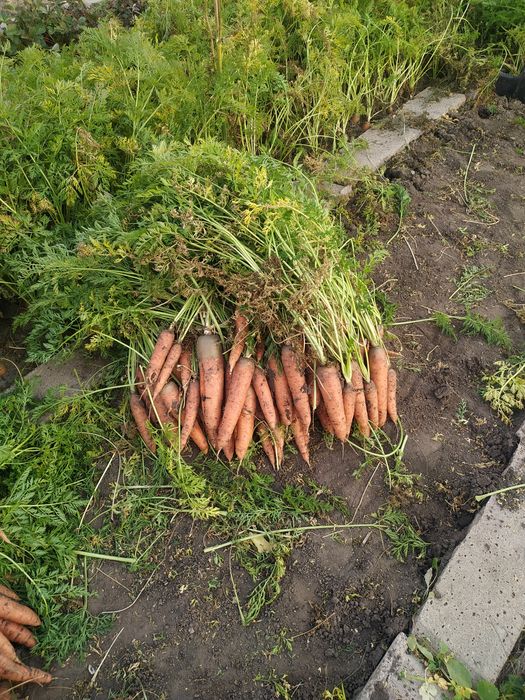 Продам морковь домашнюю