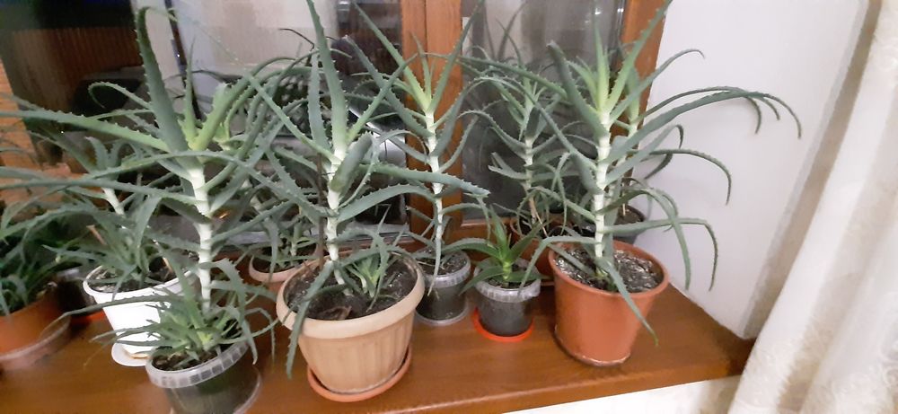 Продам комнатные цветы