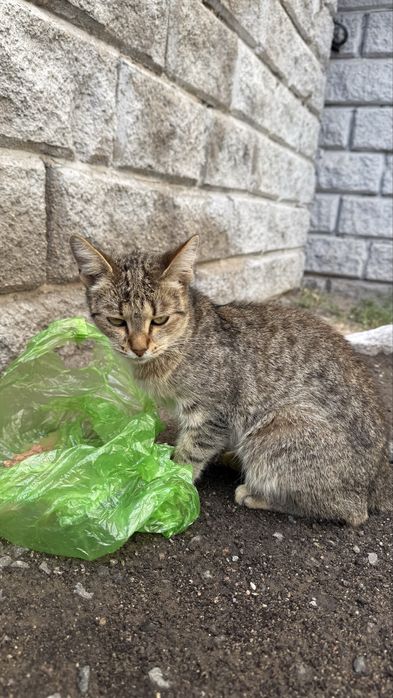Кошка кошечка кошара