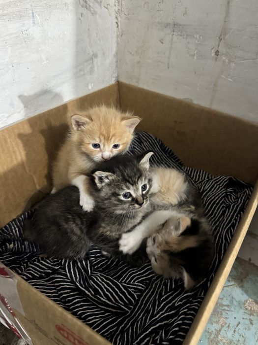 котята котенок кошка