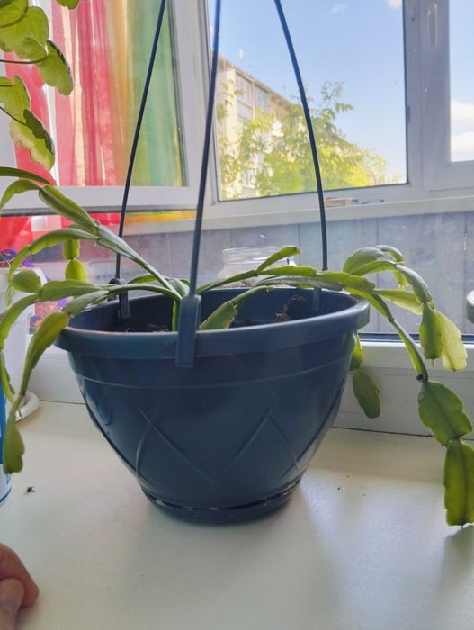 Продам комнатные цветы