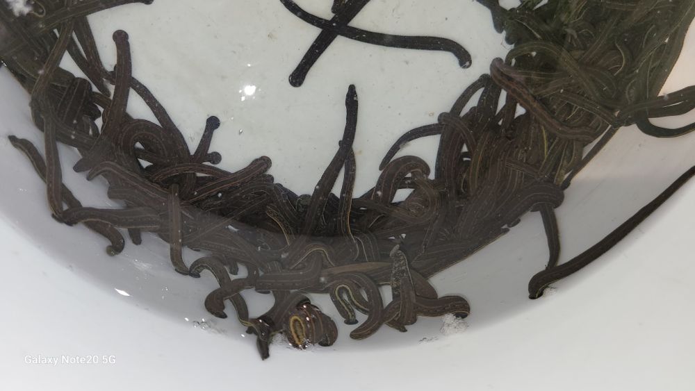 Zuluklar Rasseske optim narxda sifatle va arzon