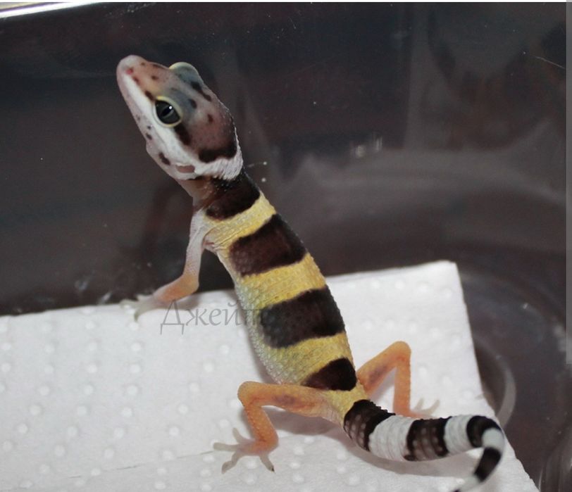 Эушки малыши разного возраста