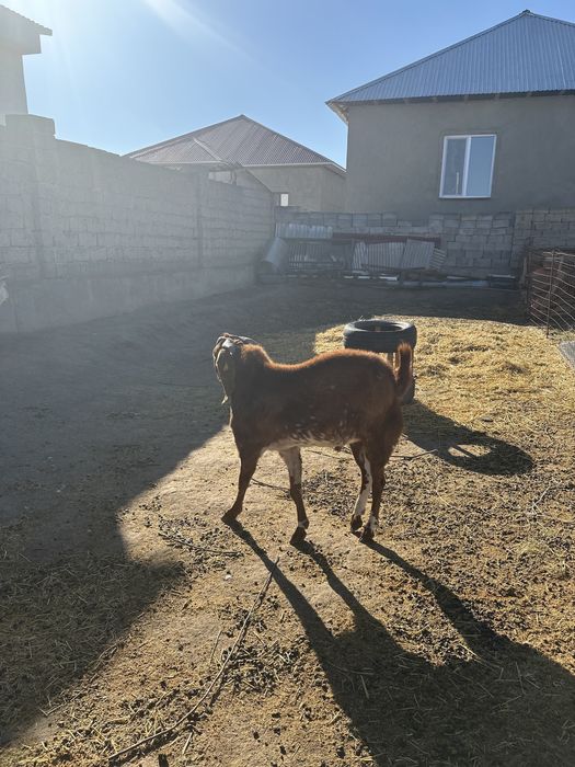 Теке сатылады бетал