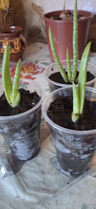 Лечебное растение.