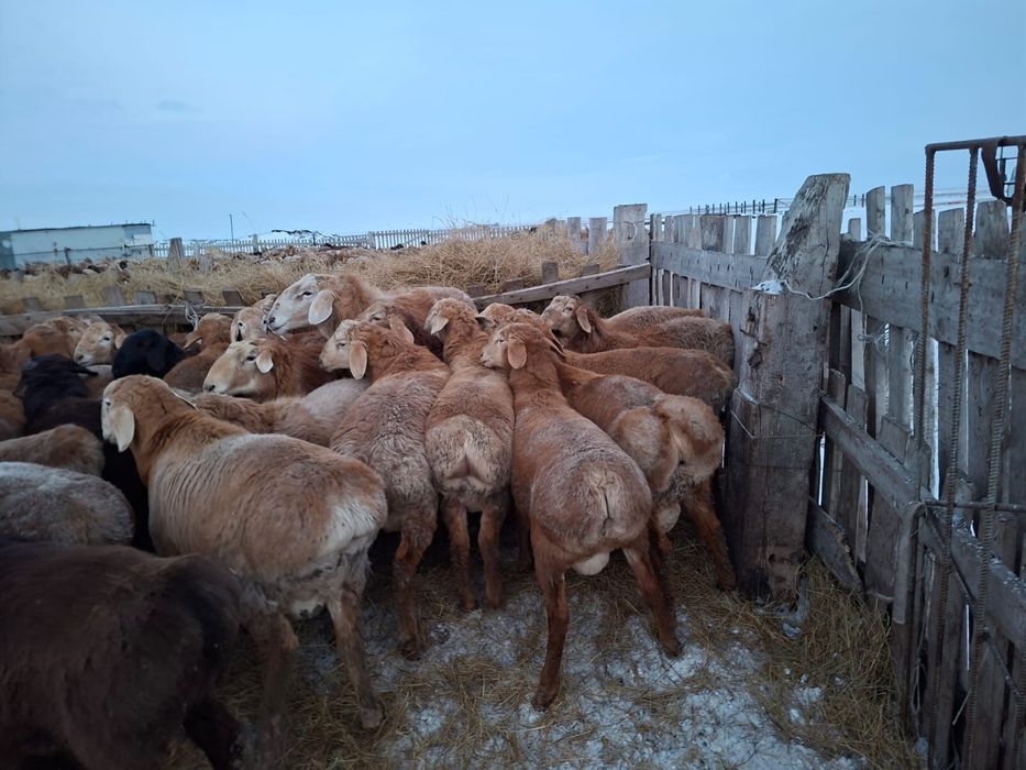 Продам АРАШАН кошкар