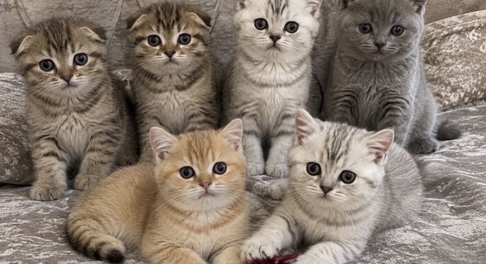 Котятки Тигрули!•