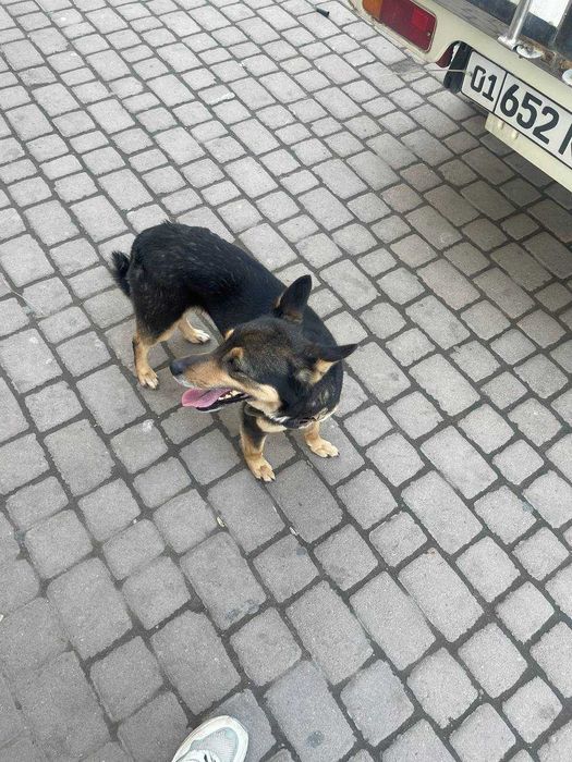 Найдена собака-потеряшка с ошейником