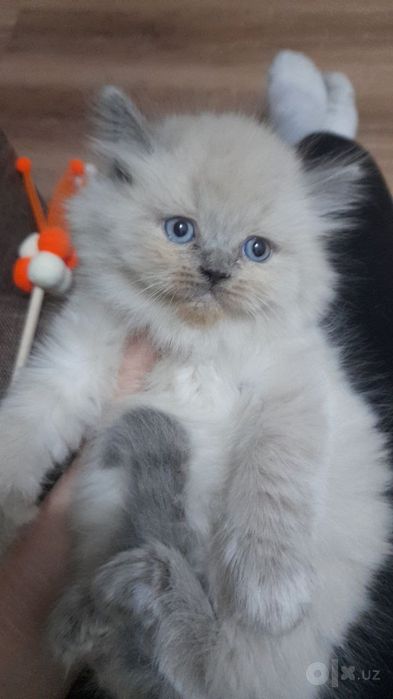 Продаётся котята балинеза