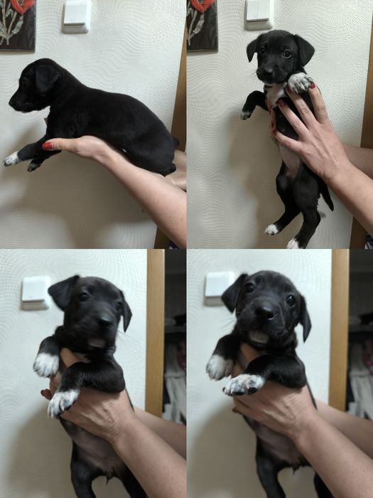 Отдам щенков бесплатно