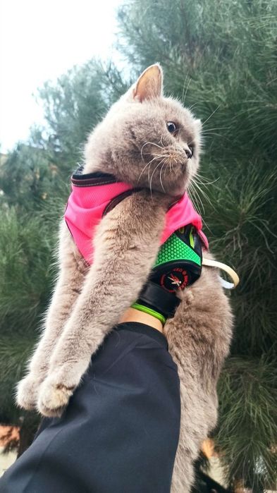 Срочна лиловая окрас британка сотилади