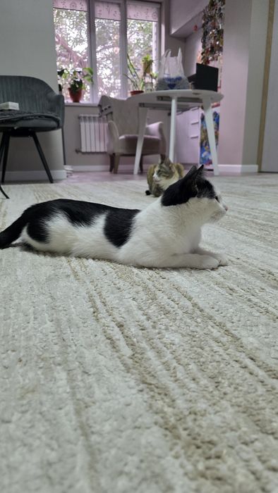Кошечка в хорошие руки