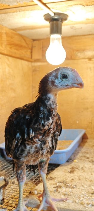 Хан-Азиль Дакан индийский