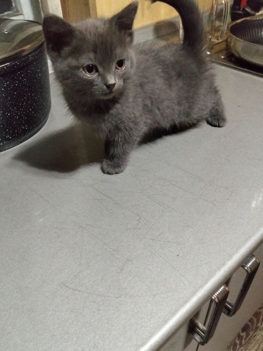 Отдам котят в хорошие руки