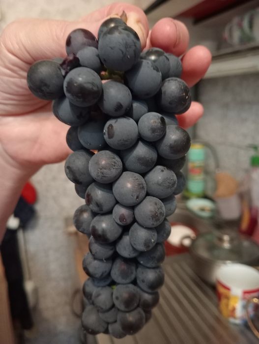 Продам виноград дачный свой