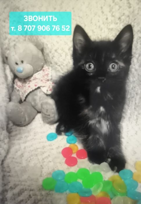 Котята в заботливые руки