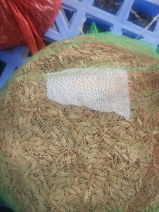 Семена дыни продам