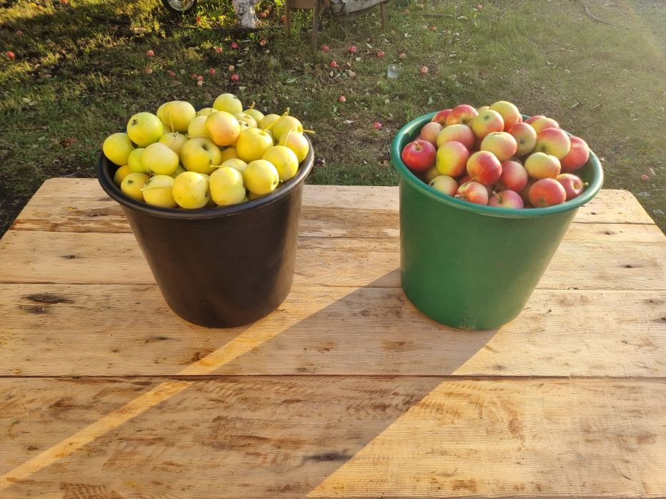 Продам дачные яблочки
