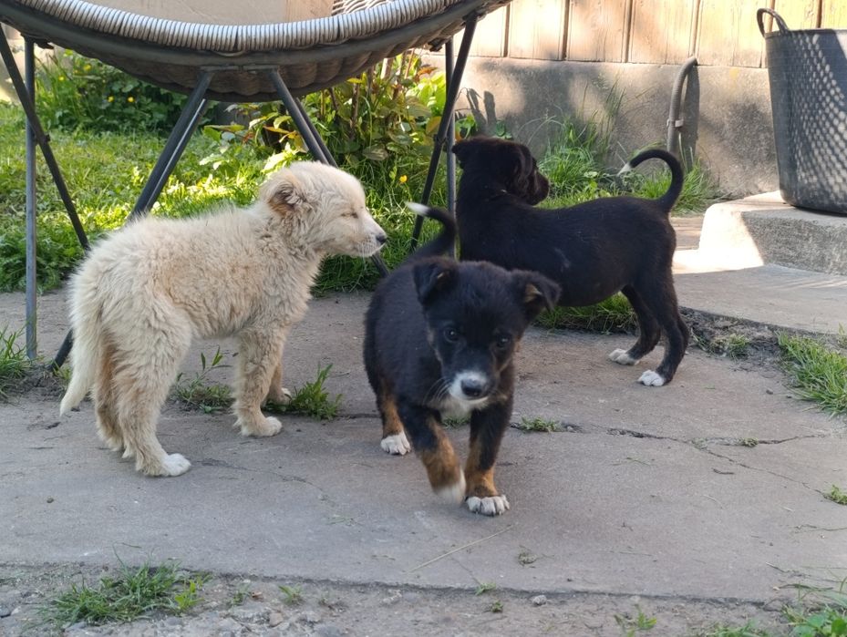 Ofer spre adoptie 3 pui de catei
