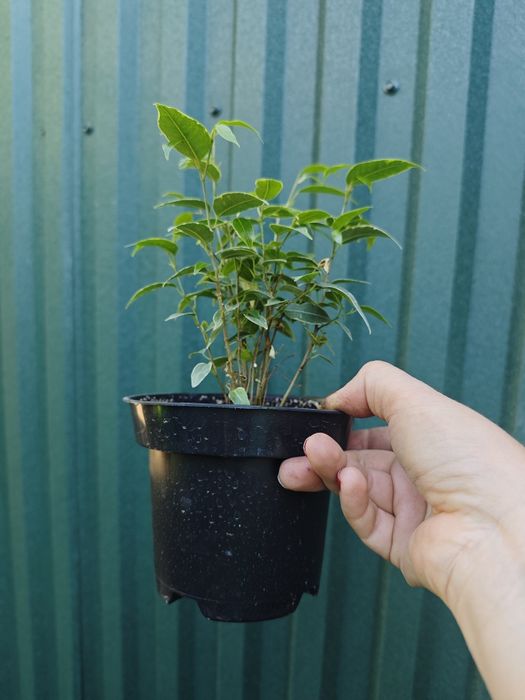 Фикус бенжамина Кинки