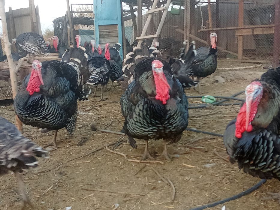 Гибрид индюк доставка бар