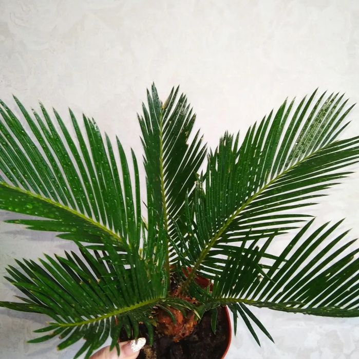 Продам комнатные цветы