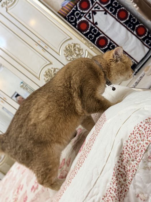 Zolotisti shinshilla britanski vyazka