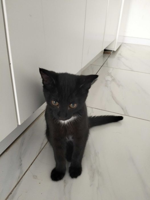 Котик ищет новый дом и хороших хозяев