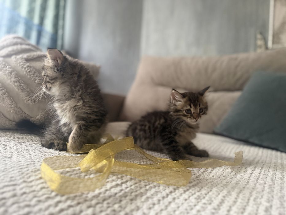 Отдаем котят в хорошие руки