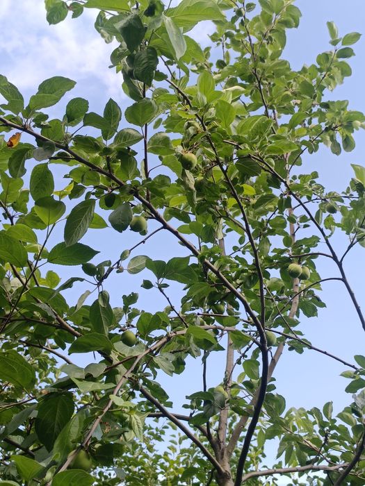 Продам дачу 7 соток