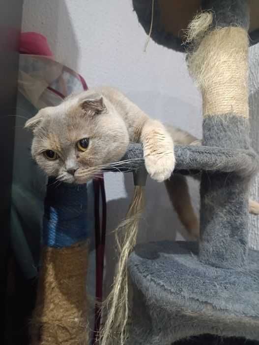 Британска клепоуха