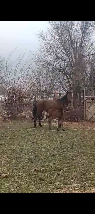 Құлынды бие 7 жасар