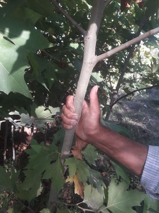 Ясин, Каталпа, Каштан, Клён кўчатлари