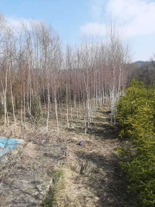 Vand tuia,brazi,mesteacăn,tei,magnoli,platan,carpen, etc