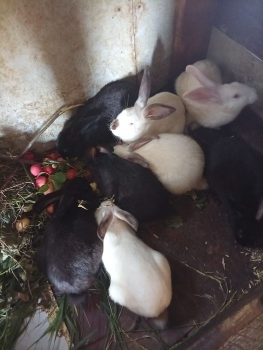 Продам кроликов.