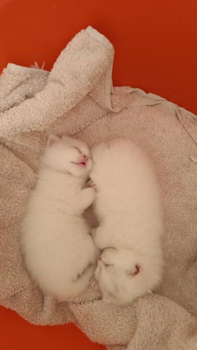 Продам котят скотиш фолд, шиншилла