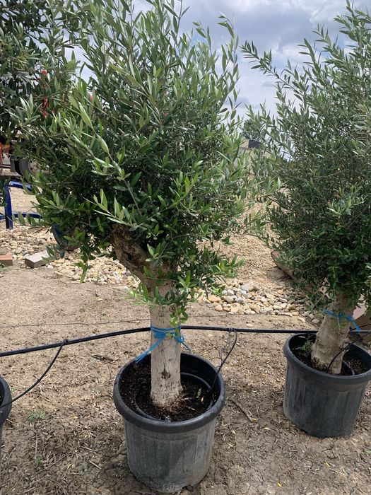 Maslin Olea Europaea pe rod