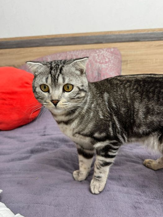 Продам Шотландца