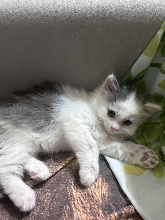 Отдам кошечку (2 месяца) в добрые руки .