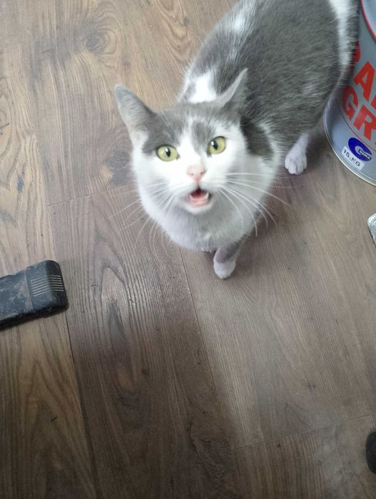 Подарявам котета