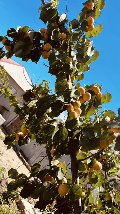 абрикос өзіміздің ауламыздан