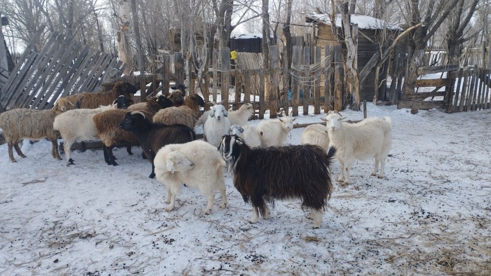 Продаются бараны козы