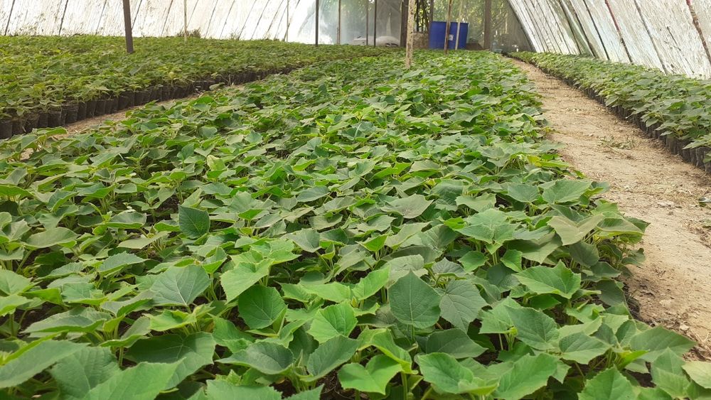 Павлоня каламча нихоллари шантон  гибрид