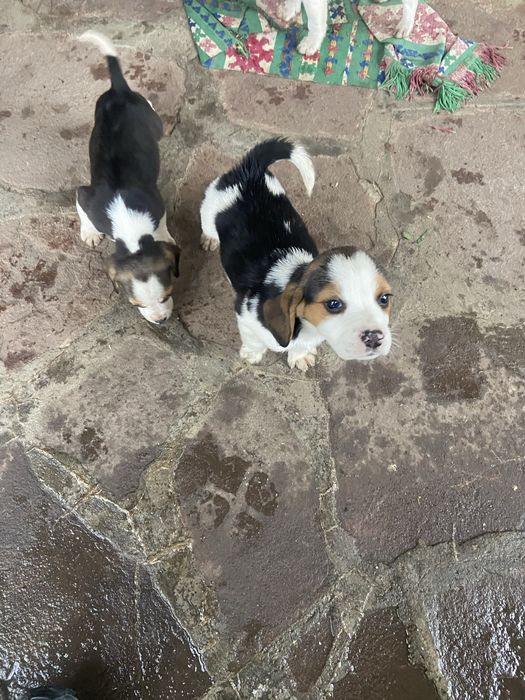 Кученца Бигъл на два месеца