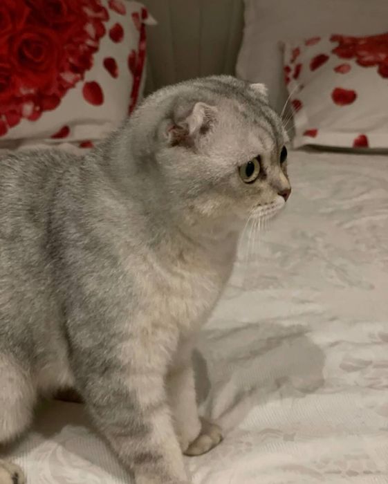 Scottish fold Sotiladi 300$