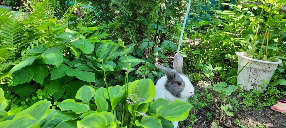 Декоративный кролик продам