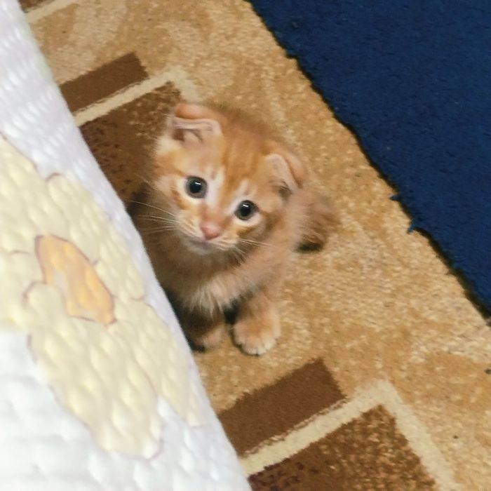 Шотландский вислоухий